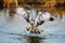 Osprey catching a fish