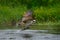 Osprey catching fish. Flying osprey with fish. Action scene with osprey in the nature water habitat. Hunter with fish in fly. Bird