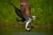 Osprey catching fish. Flying osprey with fish. Action scene with osprey in the nature water habitat. Osprey with fish in fly. Bird