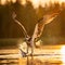 Osprey catching a fish in the sunset