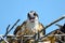 Osprey Chick