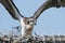 Osprey Chick Flapping Wings