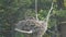 Osprey chicks on a nest feeding in yellowstone