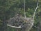 Osprey chicks on a nest beside the lamar river in yellowstone