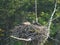 Osprey chicks on a nest looking around at yellowstone