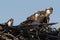 Osprey Chicks Sitting in the Nest