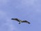 Osprey circling overhead