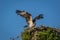 Osprey on a clear summer morning with blue skies taking off from nest box