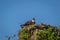 Osprey on a clear summer morning with blue skies taking off from nest box