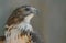 Osprey closeup with a clean background