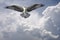 Osprey in the Clouds before the Storm