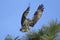 Osprey comes in for a landing.