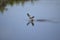 An osprey comes out of the water on its hunt for prey