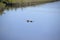 An osprey is comfortable in the water from a longtime of fishing