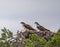 Osprey couple scouting nest