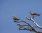 Osprey couple on a snag