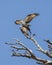 Osprey couple on a snag near their nest