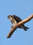 Osprey on a Dead Tree Eating Fish