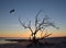 Osprey Departing Driftwood