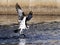 Osprey Diving for Fish