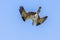 Osprey Diving Over A Blue Background