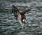 An osprey diving into water and hunting fish with curved claws