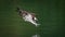 An osprey diving into water and hunting fish with curved claws