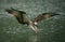 An osprey diving into water and hunting fish with curved claws