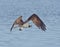 Osprey Eagle Fishing