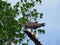 Osprey Eating Fish