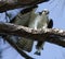 Osprey eating fish