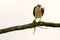 Osprey eating fish