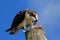 Osprey eating fish on a light pole