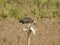 Osprey Eating a Fish on a Perch