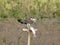 Osprey Eating a Fish on a Perch