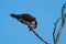 Osprey eating a fish at seaside