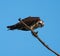 Osprey eating a fish at seaside