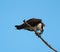 Osprey eating a fish at seaside