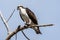 Osprey eating a fish in St. Vrain State Park