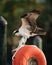 Osprey eating a fish on top of a buoy against a blurred background