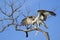 Osprey eating fish on a tree