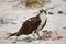 Osprey eating lunch at the beach