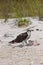 Osprey eating lunch at the beach