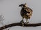 Osprey eating lunch in a tree