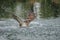 An Osprey emerges after a dive