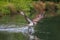 An Osprey emerges with a trout after a dive