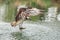 An Osprey emerging after a dive with a trout