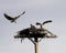 Osprey Family