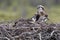 Osprey family, Finland