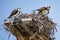 Osprey Family in Nest